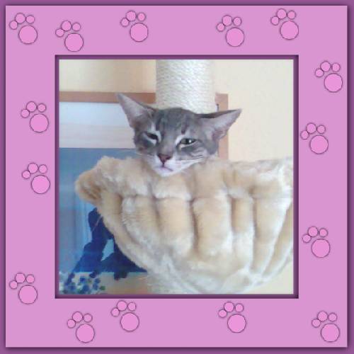 Filou