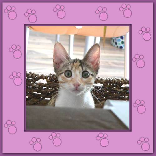 Phoebe