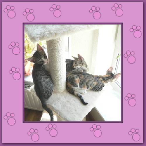 Filou,  Finchen & Phoebe