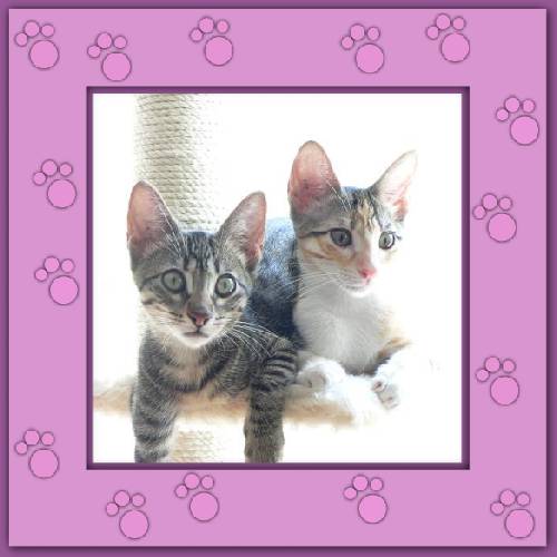 Finchen & Phoebe