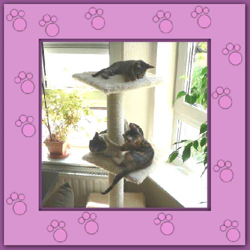 Filou, Finchen & Phoebe
