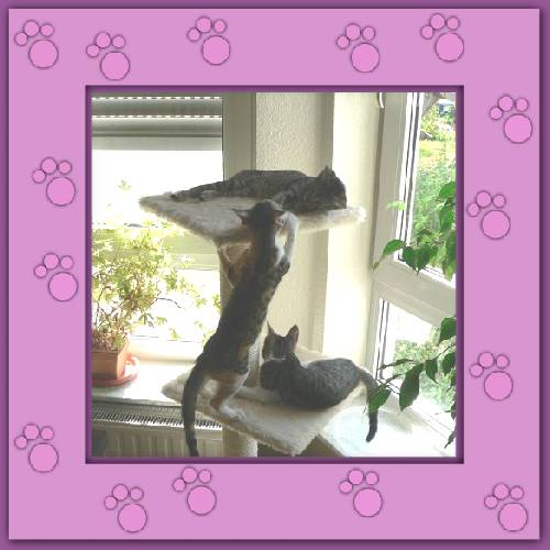 Filou, Finchen & Phoebe