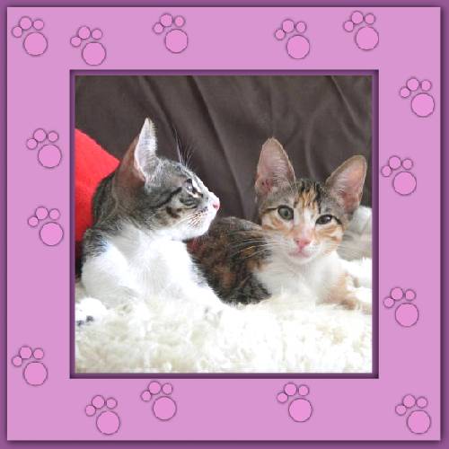 Filou & Phoebe