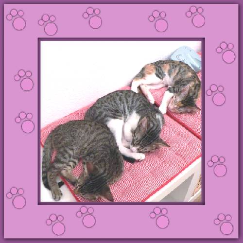 Filou, Finchen & Phoebe