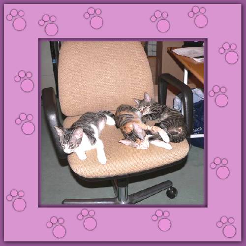 Filou, Finchen & Phoebe