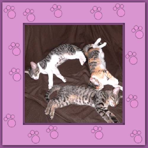 Filou, Finchen & Phoebe