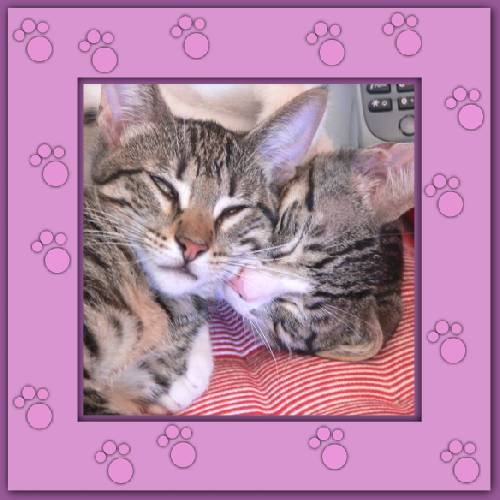 Filou & Finchen