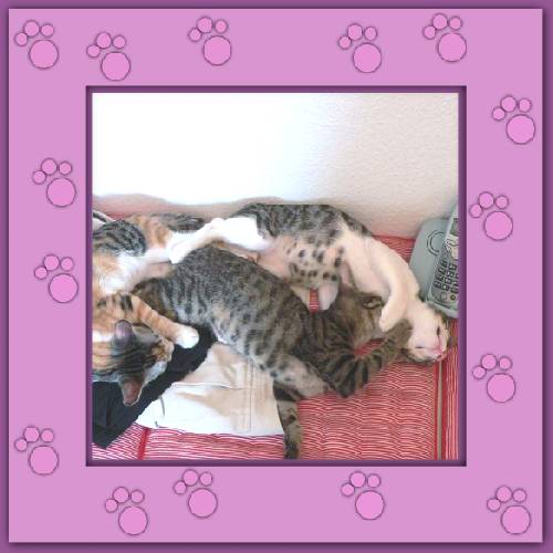 Filou, Finchen & Phoebe