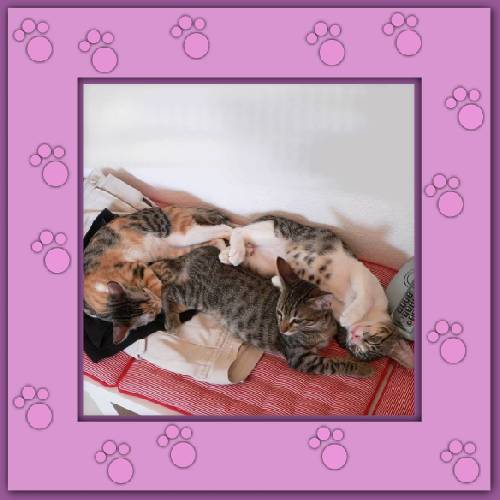Filou, Finchen & Phoebe