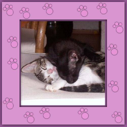 Fluflu & Coco