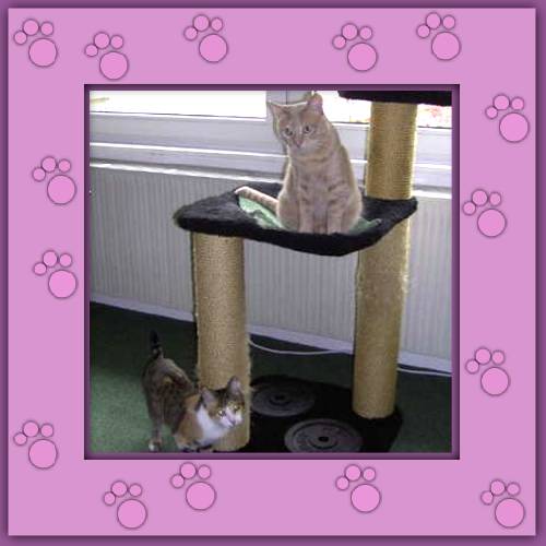 Garfield & Sacha