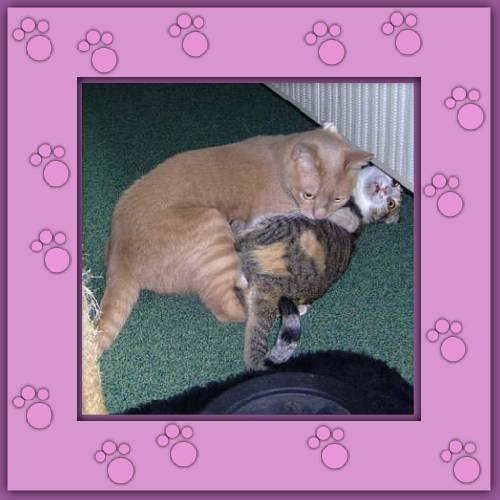 Garfield & Sacha