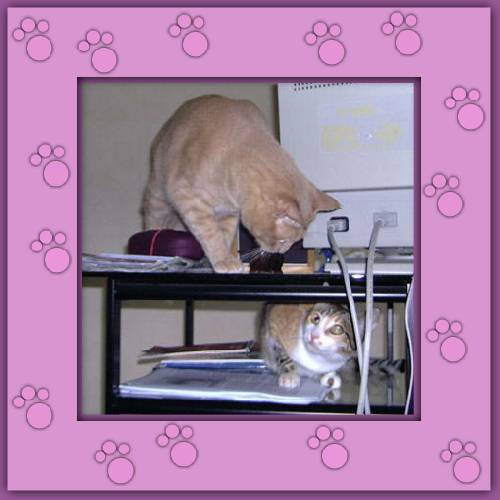 Garfield & Sacha