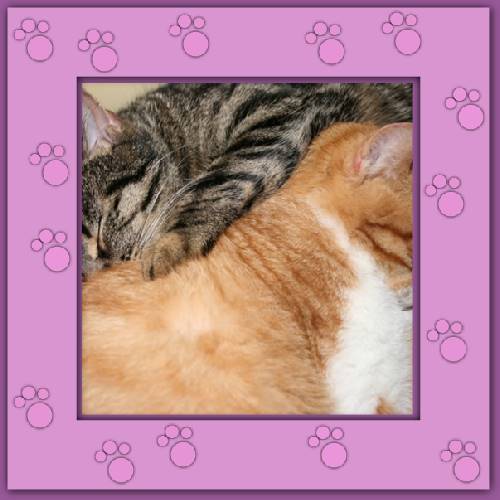 Garfield 2