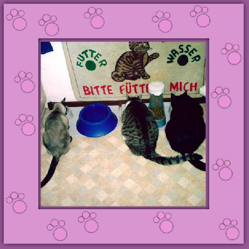 Gatita