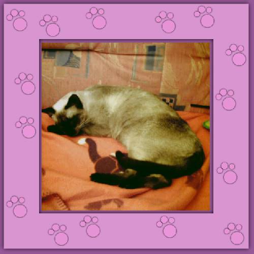 Gatita