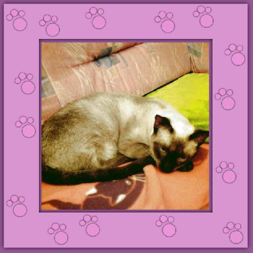 Gatita