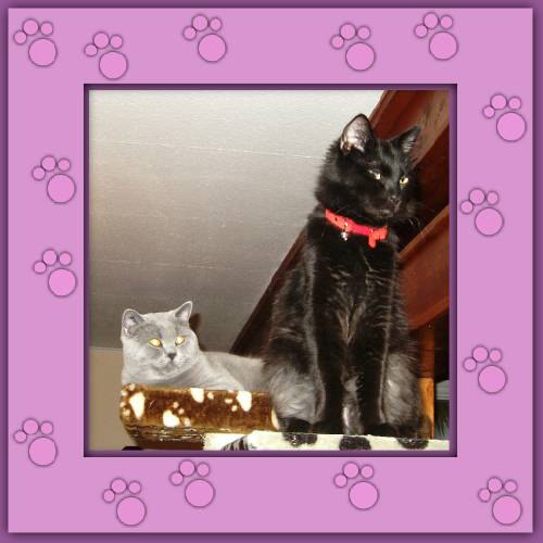 Gury & Kimba