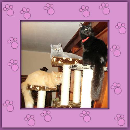 Gury, Kimba & Daisy