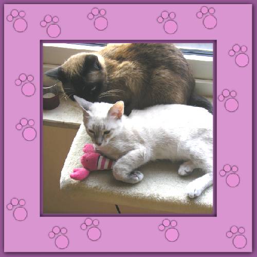 Henry & Shana
