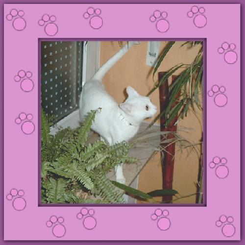 Ines