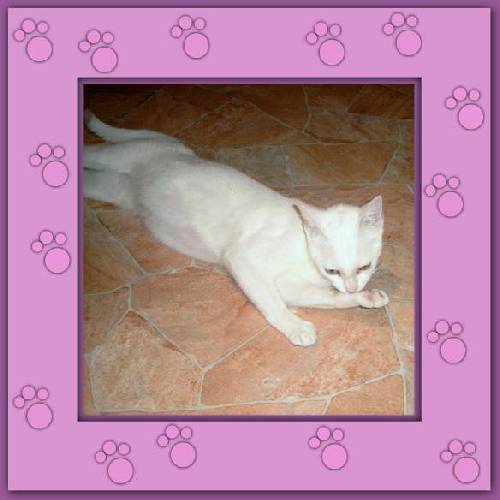 Ines