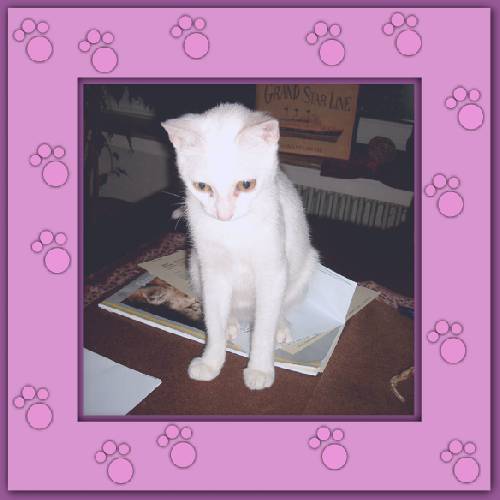 Ines