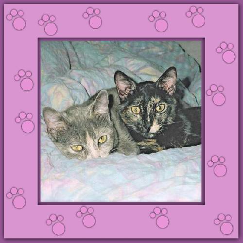 Joule & Cloey
