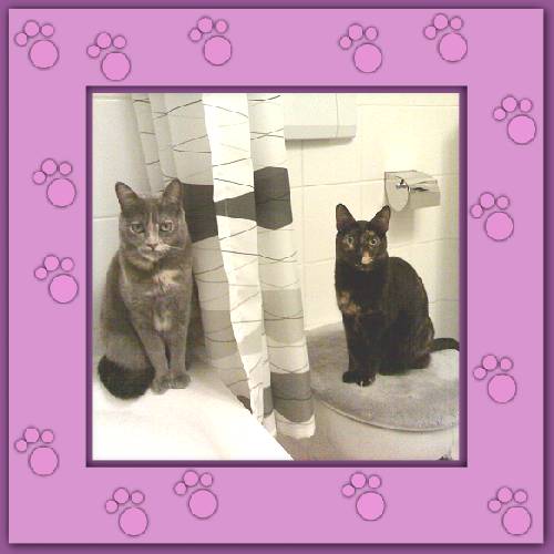 Joule & Cloey