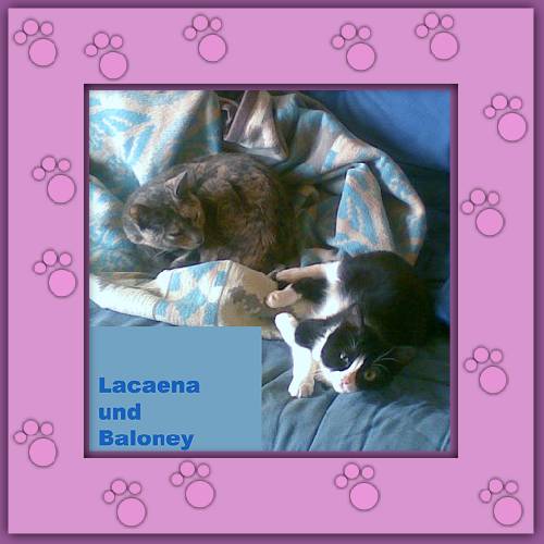 Lacaena & Baloney