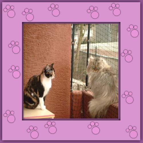 Lady Nela & Gina