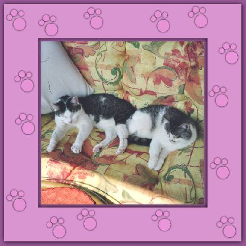Loupy & Lupo
