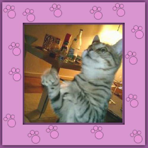 Lilli