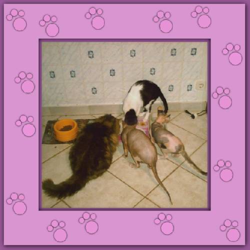 Lola, Esche  & Morgane
