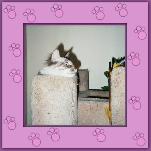 Pinoccio