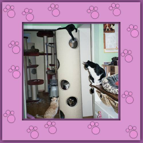 Katzenentertainment