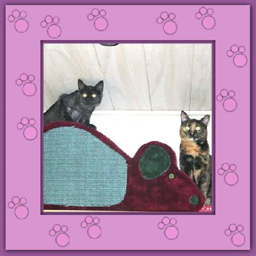 Tosca & Cosima