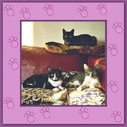 Tosca, Nike & Juno