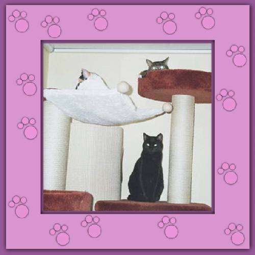 Lollipop, Tosca & Juno