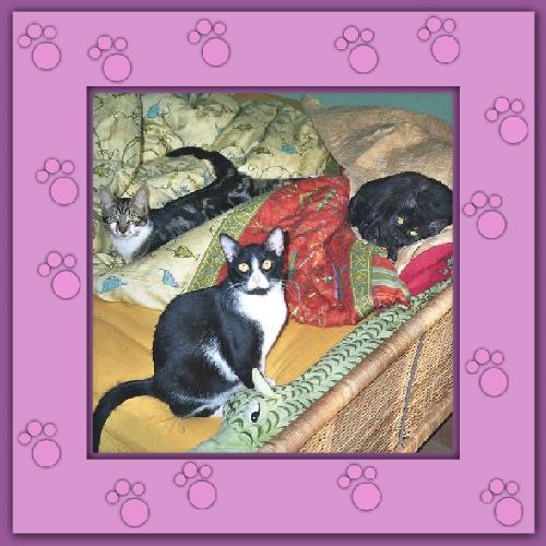 Juno, Nike & Tosca