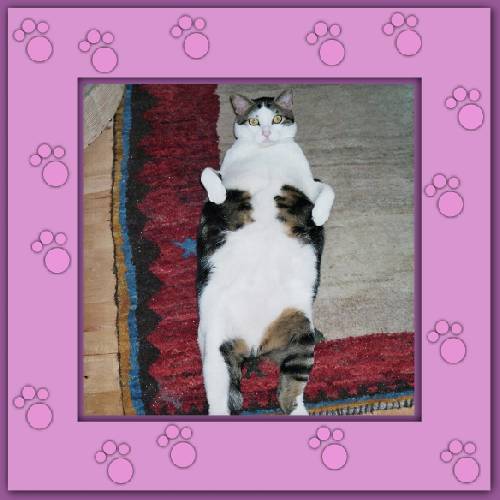 Pollux