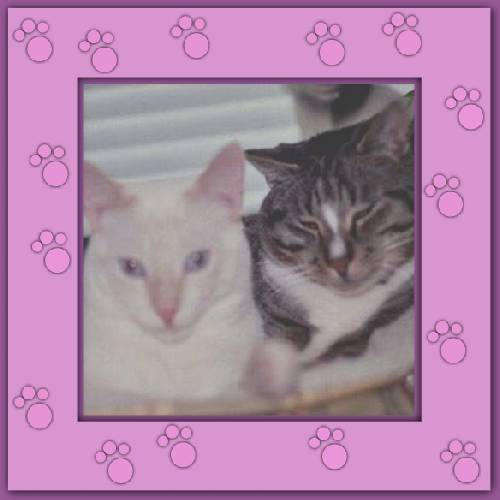 Pedro & Zeus