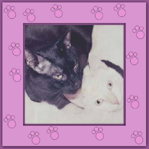 Pedro & Romeo