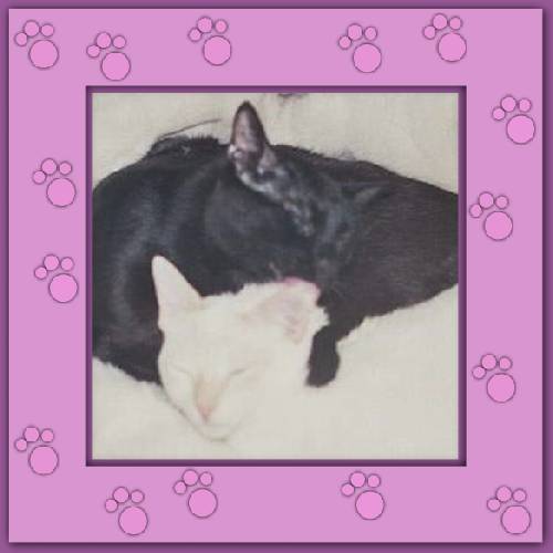 Pedro & Romeo