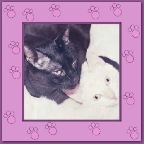 Pedro & Romeo
