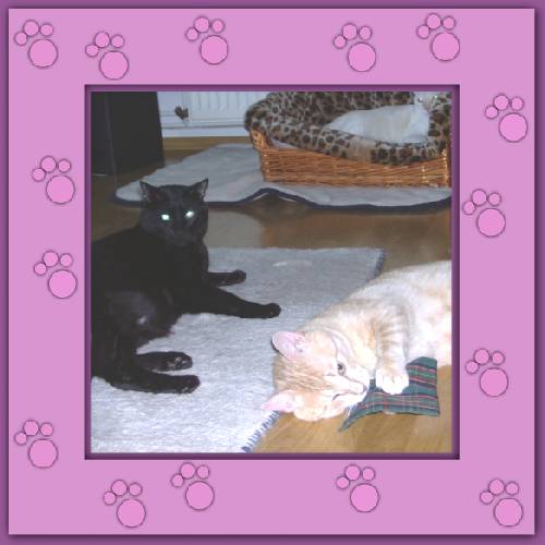 Aramis & Romeo