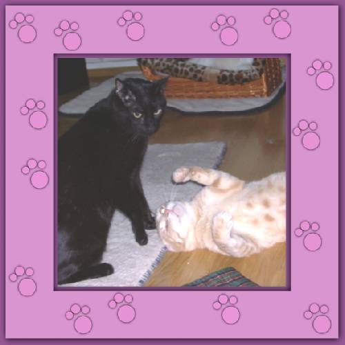 Aramis & Romeo