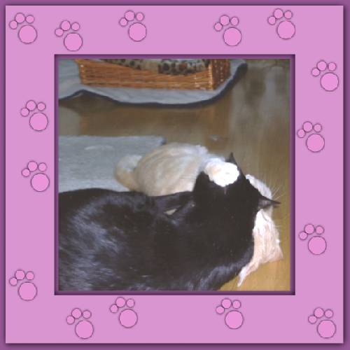 Aramis & Romeo