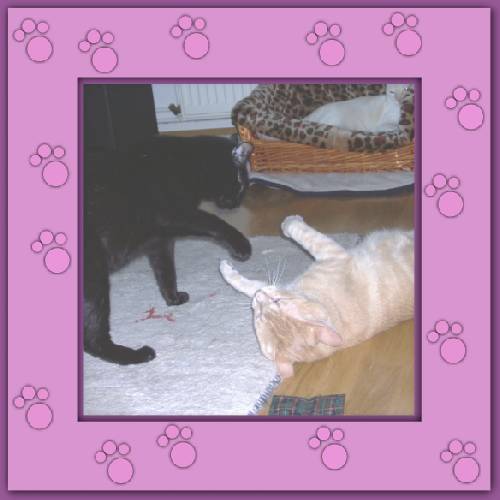 Aramis & Romeo