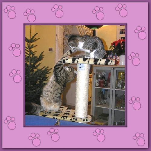 Lucy & Socke
